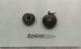 Click for 1 image(s) for this accession. FRUIT